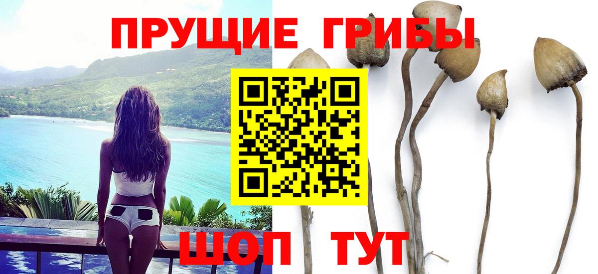 Галлюциногенные грибы Psilocybine cubensis Тосно